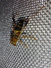 Neoclytus mucronatus