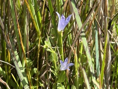 Campanula californica