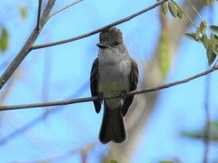 Myiarchus tyrannulus cozumelae