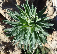 Schistostephium umbellatum