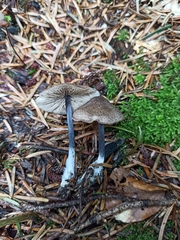 Entoloma lampropus