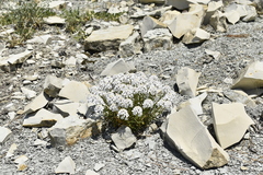 Iberis