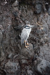 Nyctanassa violacea pauper