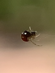 Argyrodes elevatus