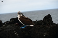 Sula nebouxii excisa