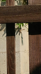 Sceloporus occidentalis