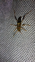 Neoclytus mucronatus