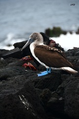 Sula nebouxii excisa