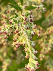 Artemisia vulgaris