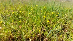 Cotula coronopifolia