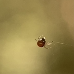 Argyrodes elevatus