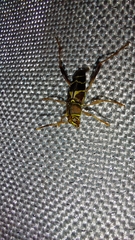 Neoclytus mucronatus