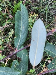 Salix atrocinerea