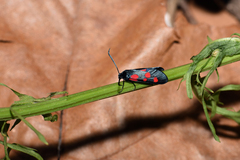 Zygaena lonicerae