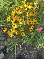 Rudbeckia