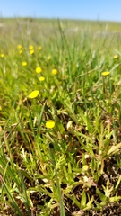 Cotula coronopifolia