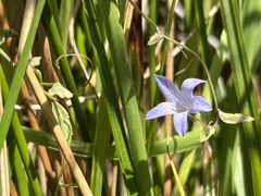 Campanula californica