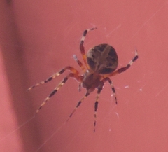 Neoscona domiciliorum