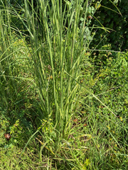 Andropogon