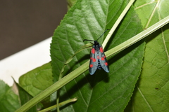 Zygaena lonicerae