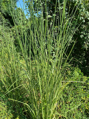 Andropogon