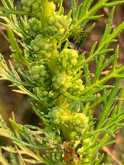 Artemisia biennis