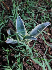Agave americana