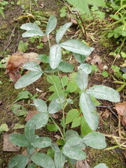 Erysiphe trifoliorum