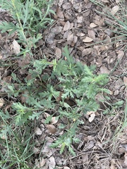 Dysphania graveolens