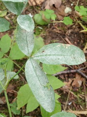 Erysiphe trifoliorum