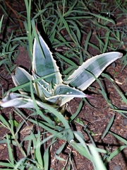 Agave americana