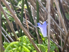 Campanula californica