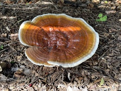 Ganoderma