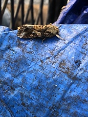 Spodoptera ornithogalli