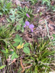 Desmodium