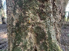 Laurelia sempervirens