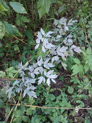 Thalictrum flavum