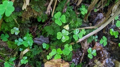 Oxalis