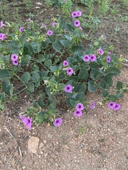 Mirabilis multiflora