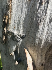 Crypsiphona ocultaria