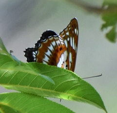 Limenitis sulpitia