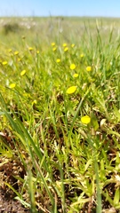 Cotula coronopifolia