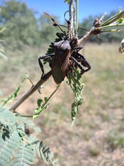 Pachylis neocalifornicus