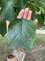 Liriodendron
