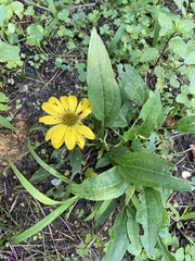 Rudbeckia fulgida