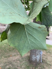 Liriodendron
