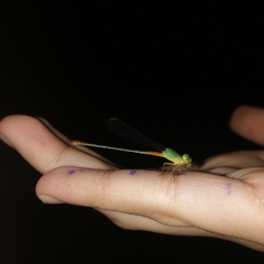Ceriagrion cerinorubellum