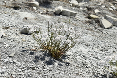 Iberis