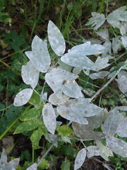 Erysiphe aquilegiae