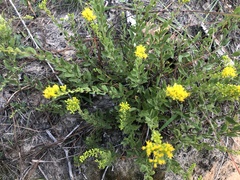 Solidago petiolaris